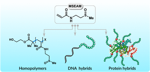 Sulfoxide-Containing Polyacrylamides PICAR ATRP ToC graphic