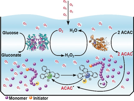 Biocatalytic Oxygen-Fueled Atom Transfer Radical Polymerization ToC graphic