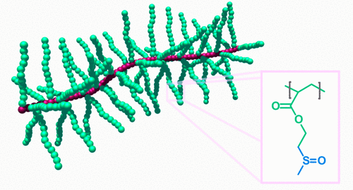 Biocompatible Sulfoxide-Containing Molecular Bottlebrushes ToC graphic